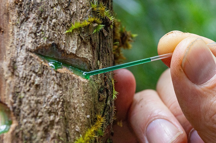 Pokok Di Sabah Keluarkan Logam & Saintis Percaya Boleh Selamatkan Alam Sekitar