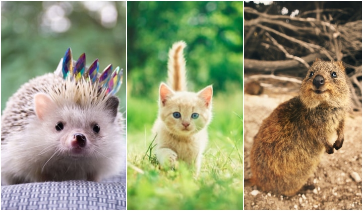 Yes, Watching Cute Animal Videos Actually Helps Reduce Stress & Makes You  More Relaxed | TRP