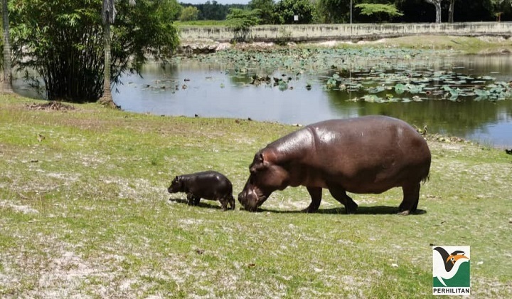Mummy Hippo Dotes Over Newborn Calf In Dengkil | TRP