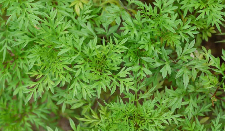 In malay mugwort THE POTIONS,