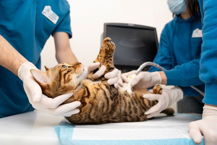 How to take care of your pets when Raya is away on vacation close up doctor checking cat s belly 23 2149304292 1