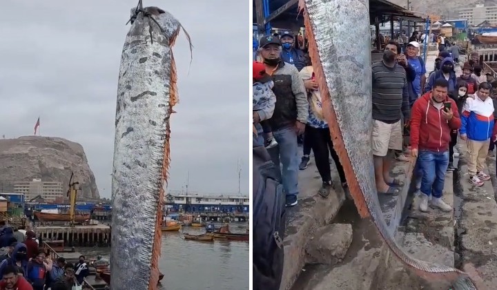 ¿Es un enorme pez de acuario encontrado en Chile un presagio de un tsunami?