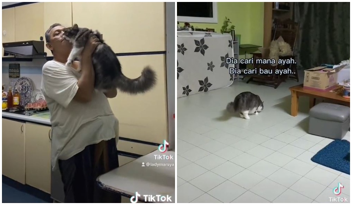 [Video] Ayah Dah Meninggal, Kucing Cari Tuan Siap Bau Di Tempat Terakhir Arwah Baring