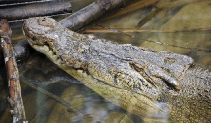 Huge 3m-long Crocodile Found Lazing Near Children’s Playground In Kuching