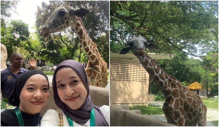 Starbucks Malaysia 'Adopt' Zirafah Mas Boy Di Zoo Negara (6)