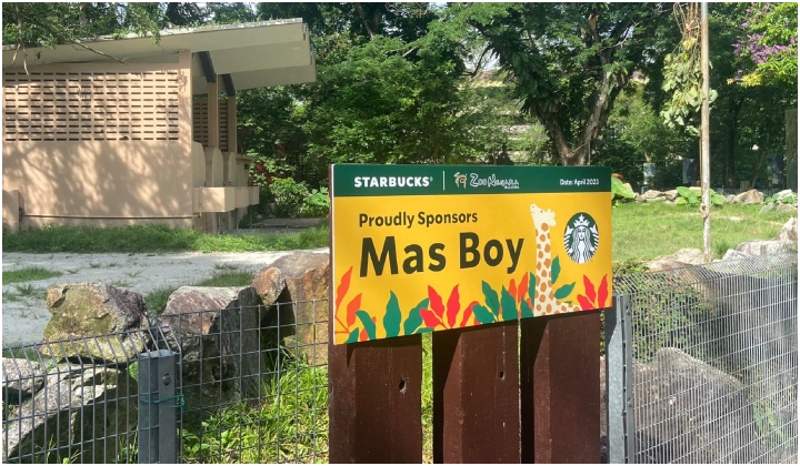 Starbucks Malaysia 'Adopt' Zirafah Mas Boy Di Zoo Negara