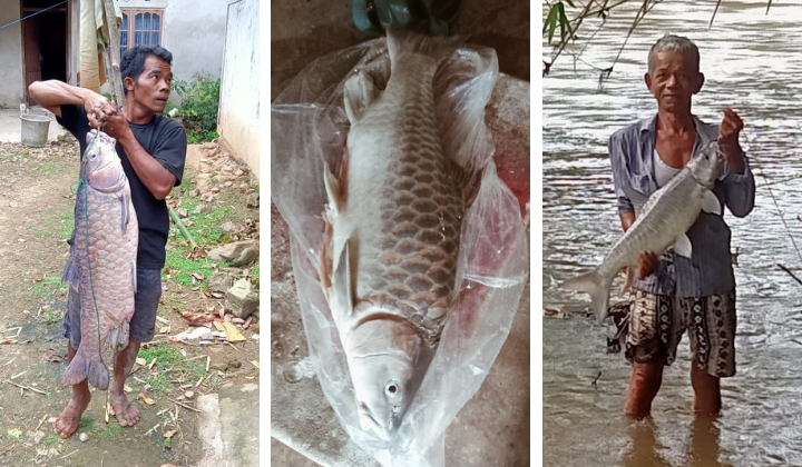 empurau-fish-the-most-expensive-fish-in-malaysia-1.png