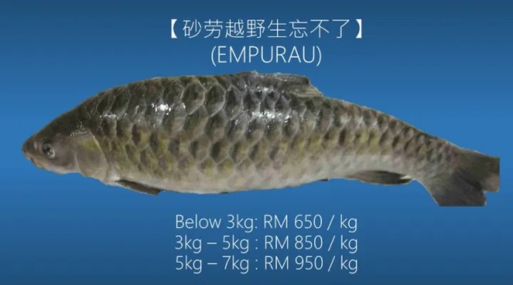 empurau-most-expensive-fish.jpg