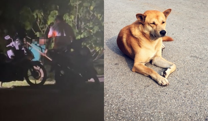 Anjing Terlanggar Motor Ketika Lintas Jalan, 2 Lelaki Dipercayai Pukul Haiwan Itu Guna Kayu